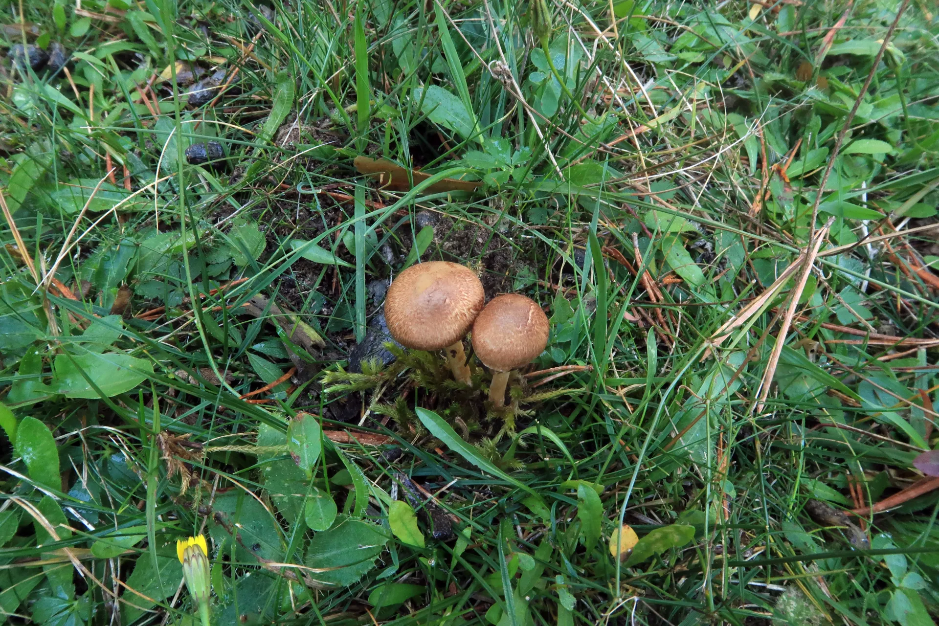 Inocybe flocculosa - 1 - IMG_7793